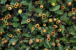 Peek A Boo Para Cress (Spilanthes oleracea 'Peek A Boo') at Lakeshore Garden Centres