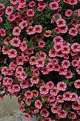 Cabaret Mango Tango Calibrachoa (Calibrachoa 'Cabaret Mango Tango') at Lakeshore Garden Centres