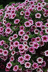 Cabaret Pink Vein Calibrachoa (Calibrachoa 'Cabaret Pink Vein') at Lakeshore Garden Centres