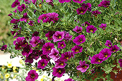 Cabaret Purple Glow Calibrachoa (Calibrachoa 'Cabaret Purple Glow') at Lakeshore Garden Centres