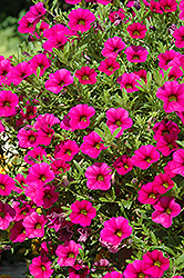 Cabaret Rose Calibrachoa (Calibrachoa 'Balcabros20') at Lakeshore Garden Centres