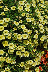 Cabaret Lemon Yellow Calibrachoa (Calibrachoa 'Cabaret Lemon Yellow') at Lakeshore Garden Centres