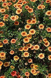 Can-Can Apricot Calibrachoa (Calibrachoa 'Can-Can Apricot') at Lakeshore Garden Centres