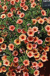 Can-Can Coral Reef Calibrachoa (Calibrachoa 'Can-Can Coral Reef') at Lakeshore Garden Centres