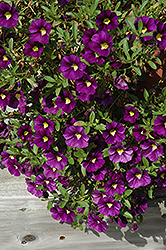Celebration Velvet Blue Calibrachoa (Calibrachoa 'Wescavelbl') at Lakeshore Garden Centres