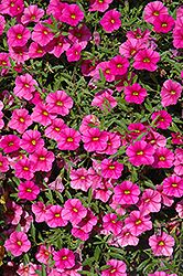 Celebration Rose Calibrachoa (Calibrachoa 'Celebration Rose') at Lakeshore Garden Centres