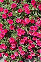 Celebration Red Calibrachoa (Calibrachoa 'Wescacherry') at Lakeshore Garden Centres