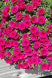 Celebration Purple Rain Calibrachoa (Calibrachoa 'Wescapura') at Lakeshore Garden Centres