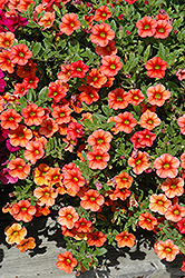 Celebration Mandarin Calibrachoa (Calibrachoa 'Celebration Mandarin') at Lakeshore Garden Centres
