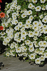 Celebration Lemon Ice Calibrachoa (Calibrachoa 'Wescalei') at Lakeshore Garden Centres