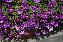 Celebration Indigo Calibrachoa (Calibrachoa 'Celebration Indigo') at Lakeshore Garden Centres