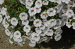 Noa Almond Blossom Calibrachoa (Calibrachoa 'Noa Almond Blossom') at Lakeshore Garden Centres