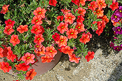 Noa Apricot Calibrachoa (Calibrachoa 'Noa Apricot') at Lakeshore Garden Centres
