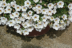 Noa Cherry Blossom Calibrachoa (Calibrachoa 'Noa Cherry Blossom') at Lakeshore Garden Centres
