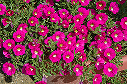 Noa Dark Pink Carnival Calibrachoa (Calibrachoa 'Noa Dark Pink Carnival') at Lakeshore Garden Centres