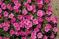 Noa Mega Pink Calibrachoa (Calibrachoa 'Noa Mega Pink') at Lakeshore Garden Centres