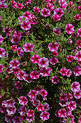 Can-Can Hot Pink Star Calibrachoa (Calibrachoa 'Can-Can Hot Pink Star') at Lakeshore Garden Centres