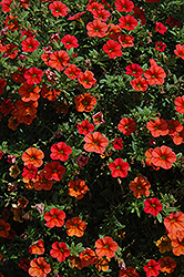 Can-Can Orange Calibrachoa (Calibrachoa 'Can-Can Orange') at Lakeshore Garden Centres