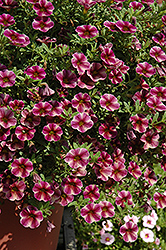 Can-Can Purple Star Calibrachoa (Calibrachoa 'Can-Can Purple Star') at Lakeshore Garden Centres