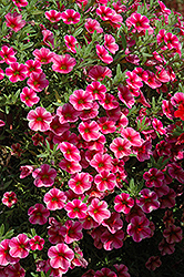 Can-Can Rose Star Calibrachoa (Calibrachoa 'Can-Can Rose Star') at Lakeshore Garden Centres