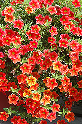 Can-Can Terracotta Calibrachoa (Calibrachoa 'Can-Can Terracotta') at Lakeshore Garden Centres