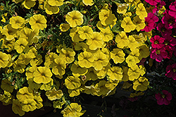 MiniFamous Deep Yellow Calibrachoa (Calibrachoa 'MiniFamous Deep Yellow') at A Very Successful Garden Center