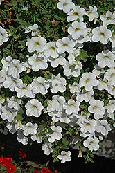 Celebration Capri White Calibrachoa (Calibrachoa 'Celebration Capri White') at Lakeshore Garden Centres