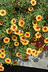 Celebration Dreamy Tiger Eye Calibrachoa (Calibrachoa 'Celebration Dreamy Tiger Eye') at Lakeshore Garden Centres
