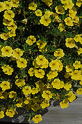 Celebration Banana Calibrachoa (Calibrachoa 'Wescaba') at Lakeshore Garden Centres
