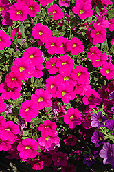 Celebration X-treme Pink Calibrachoa (Calibrachoa 'Celebration X-treme Pink') at Lakeshore Garden Centres