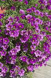 Celebration Violet Calibrachoa (Calibrachoa 'Celebration Violet') at Lakeshore Garden Centres