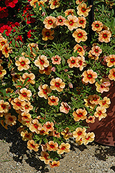 Noa Sunset Calibrachoa (Calibrachoa 'Noa Sunset') at Lakeshore Garden Centres