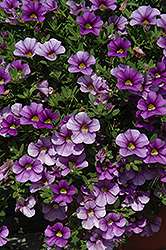 Cabaret Lavender Calibrachoa (Calibrachoa 'Cabaret Lavender') at Lakeshore Garden Centres