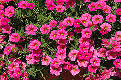 Cabaret Hot Pink Calibrachoa (Calibrachoa 'Balcabhopi') at Lakeshore Garden Centres