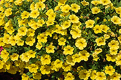 Cabaret Deep Yellow Calibrachoa (Calibrachoa 'Balcabdepy') at Lakeshore Garden Centres