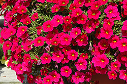 Cabaret Cherry Rose Calibrachoa (Calibrachoa 'Cabaret Cherry Rose') at Lakeshore Garden Centres