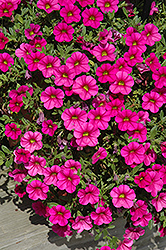 Million Bells Trailing Magenta Calibrachoa (Calibrachoa 'Million Bells Trailing Magenta') at Lakeshore Garden Centres