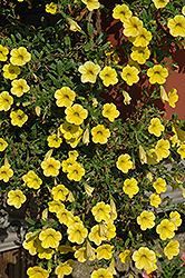 Million Bells Neon Yellow Calibrachoa (Calibrachoa 'Million Bells Neon Yellow') at Lakeshore Garden Centres
