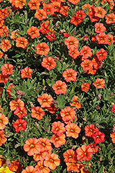 Million Bells Crackling Fire Calibrachoa (Calibrachoa 'Million Bells Crackling Fire') at Lakeshore Garden Centres