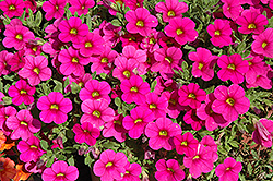 Million Bells Brilliant Pink Calibrachoa (Calibrachoa 'Million Bells Brilliant Pink') at Lakeshore Garden Centres
