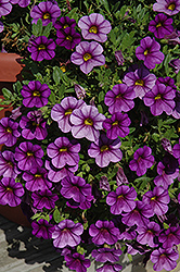 Million Bells Trailing Blue Calibrachoa (Calibrachoa 'Million Bells Trailing Blue') at Lakeshore Garden Centres