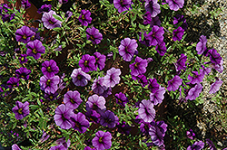 Callie Dark Blue Calibrachoa (Calibrachoa 'Callie Dark Blue') at Lakeshore Garden Centres