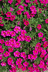 Callie Rose Calibrachoa (Calibrachoa 'Callie Rose') at Lakeshore Garden Centres