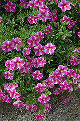 Callie Star Pink Calibrachoa (Calibrachoa 'Callie Star Pink') at Lakeshore Garden Centres