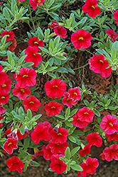 Aloha Red Calibrachoa (Calibrachoa 'Aloha Red') at A Very Successful Garden Center