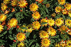 Sundaze Flame Strawflower (Bracteantha bracteata 'Sundaze Flame') at Lakeshore Garden Centres