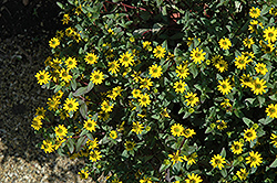 Talya Lime Creeping Zinnia (Sanvitalia speciosa 'Talya Lime') at Lakeshore Garden Centres