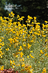 Silver Leaf Yellow Strawflower (Chrysocephalum 'Silver Leaf Yellow') at Lakeshore Garden Centres