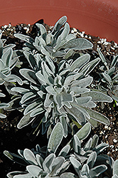 Ruby Cluster Strawflower (Helichrysum amorginum 'Blorub') at Lakeshore Garden Centres