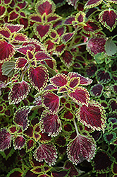 Odalisque Coleus (Solenostemon scutellarioides 'Odalisque') at Lakeshore Garden Centres
